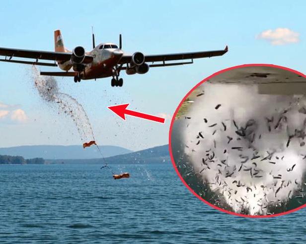 Почему в США сбрасывают живую рыбу с самолетов в водоемы и как она выживает?</p>
<p>/ Оффтопик / iXBT Live